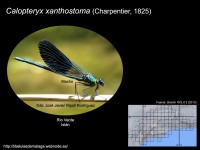 /album/familia-calopterygidae/a003-calopteryx-xanthostoma-copia-jpg/